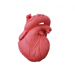 Didaktický model srdce, flexibilní provedení