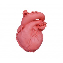 Profesionální model srdce