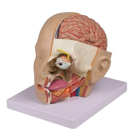 Model hlavy - 4 části