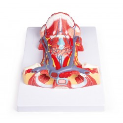 Svalová anatomie krku