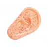 Model ucha pro akupunkturu, 22 cm