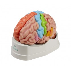 Funkční model mozku, v životní velikosti - 5 částí