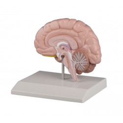 Mozková hemisféra