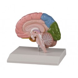 Mozková hemisféra - barevně označená