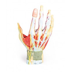 Anatomie ruky - 7 částí