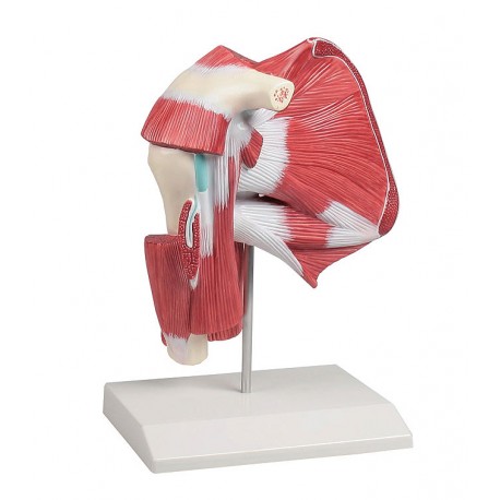 Model ramenních svalů s hlubokými svaly