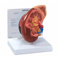 Klasický model ledviny