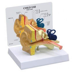Zvětšený model dětského ucha
