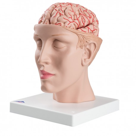 Mozek s tepnami vsazený do hlavy - 9 částí