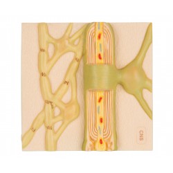 Myelinová pochva nervové buňky CNS