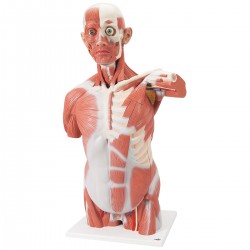 Torzo svalstva člověka v životní velikosti - 27 částí
