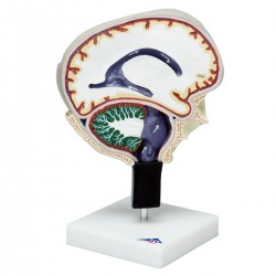 Model cirkulace mozkomíšního moku