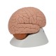 Model mozku - 2 části