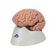 Model mozku - 5 částí