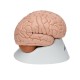 Model mozku - 8 částí