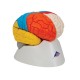 Model neuroanatomického mozku  - 8 částí