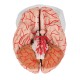 Model mozku s tepnami - 9 částí