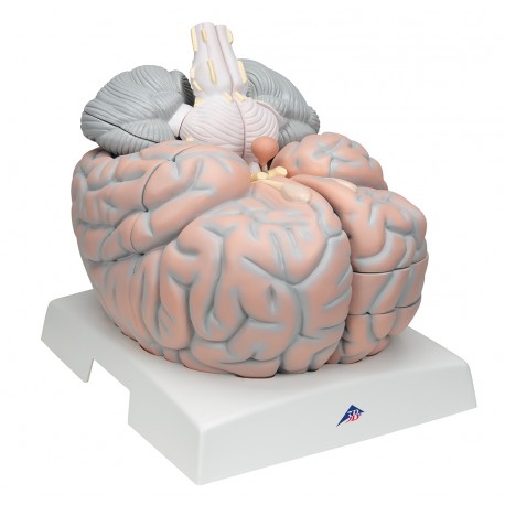 Obří model mozku 2,5 krát zvětšený - 14 částí