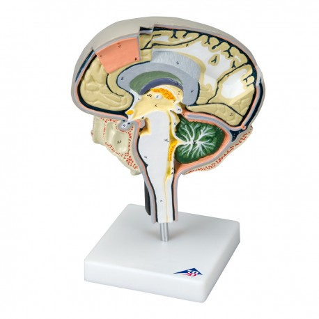 Model mozku, sagitální řez