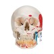Lebka dentální s otevřenou spodní čelistí a svaly - 3 části