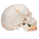 Lebka dentální s otevřenou spodní čelistí a svaly - 3 části
