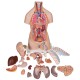 Klasické torzo těla s hlavou, otevřeným krkem a zády - 21 částí
