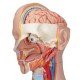 Klasické torzo těla s hlavou, otevřeným krkem a zády - 21 částí