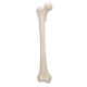 Model kosti stehenní