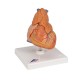 Model srdce s brzlíkem - 3 části