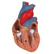Model srdce s brzlíkem - 3 části