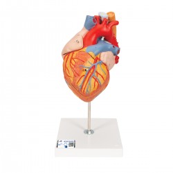 Model srdce s jícnem a průdušnicí - 5 částí