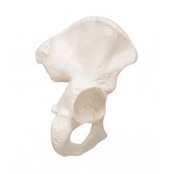 Model kosti kyčelní