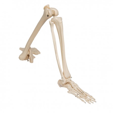 Kostra dolní končetiny s kyčelní kostí