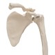 Kostra horní končetiny s lopatkou a klíční kostí