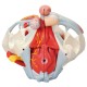 Mužská pánev s vazy, svaly a pohlavními orgány - 7 částí