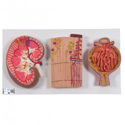 Řez ledvinou - nefrony, cévy, ledvinové tělísko