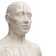 Model muže s akupunkturními body