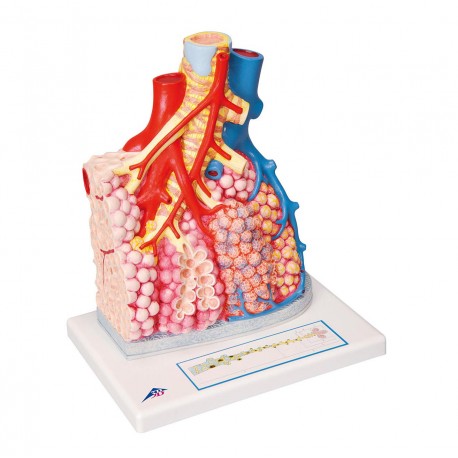 Model plicního laloku s cévami