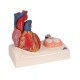 Model srdce v životní velikosti na podstavci - 5 částí