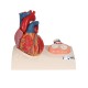 Model srdce v životní velikosti na podstavci - 5 částí