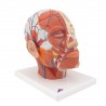 Model hlavy svalstva s cévami
