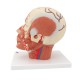 Model hlavy svalstva s cévami