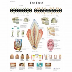Zuby - 50 x 67 cm plakát anatomie / papír bez lišt