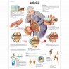 Artróza - 50 x 67 cm plakát anatomie / papír bez lišt