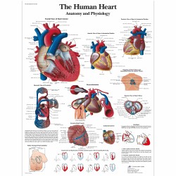 Srdce - 50 x 67 cm plakát anatomie / papír bez lišt