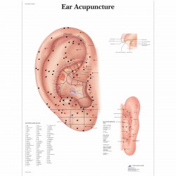 Ucho akupunktura - 50 x 67 cm plakát anatomie / papír bez lišt