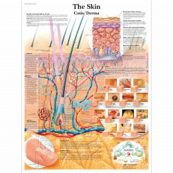 Kůže - 50 x 67 cm plakát anatomie / papír bez lišt