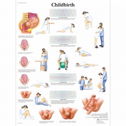 Porod - 50 x 67 cm plakát anatomie / papír bez lišt