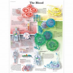 Krev - 50 x 67 cm plakát anatomie / papír bez lišt