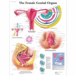 Ženské pohlavní orgány - 50 x 67 cm plakát anatomie / papír bez lišt